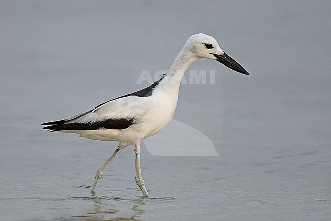 Crab Plover (Dromas ardeola) is one of the most beautiful waders in the world. It is found from the coastlines of southern Africa to southern India. stock-image by Agami/Eduard Sangster,