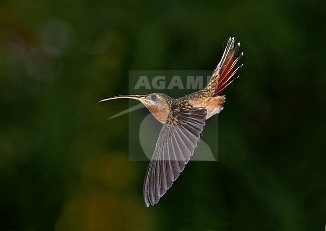 Rufous-breasted Hermit (Glaucis hirsutus) In flight with a dark tropical rain forest edge in the background. stock-image by Agami/Andy & Gill Swash ,