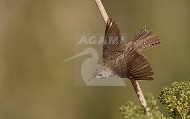 Adult Eurasian Reed Warbler (Acrocephalus scirpaceus) taking off from a branch in Laguna de Taray, Castilla-La Mancha, Spain. Possible it is African Reed Warbler stock-image by Agami/Helge Sorensen,
