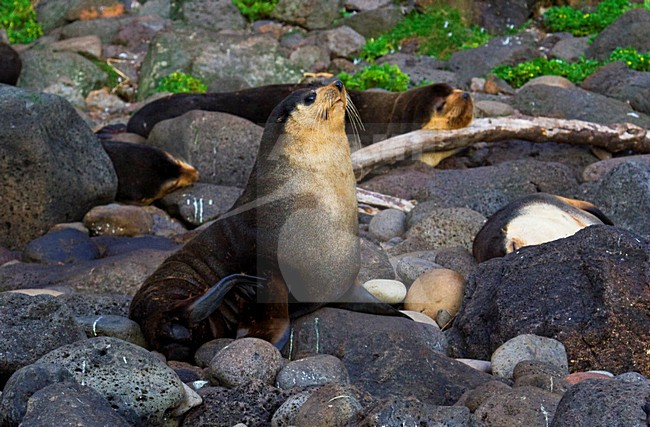 Subantarctische Pelsrob; Subantarctic Fur Seal stock-image by Agami/Marc Guyt,