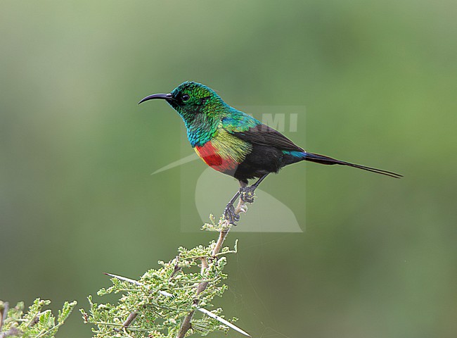 Gorgeous Sunbird (Cinnyris melanogastrus) male perched on an acacia with plain background in Tanzania. stock-image by Agami/Andy & Gill Swash ,