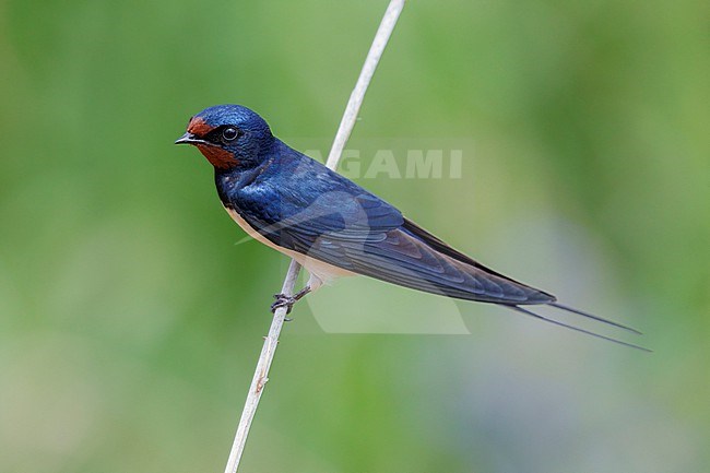 Barn Swallow (Hirundo rustica), side view of an adult male perched on a reed, Campania, Italy stock-image by Agami/Saverio Gatto,