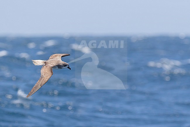 Cape Verde Petrel (Pterodroma feae) flying fast over the Atlantic Ocean off Cape Verde Islands. stock-image by Agami/Dani Lopez-Velasco,