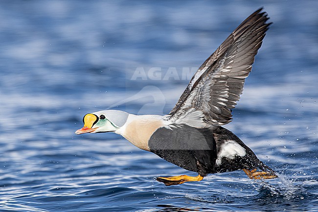  stock-image by Agami/Menno van Duijn,