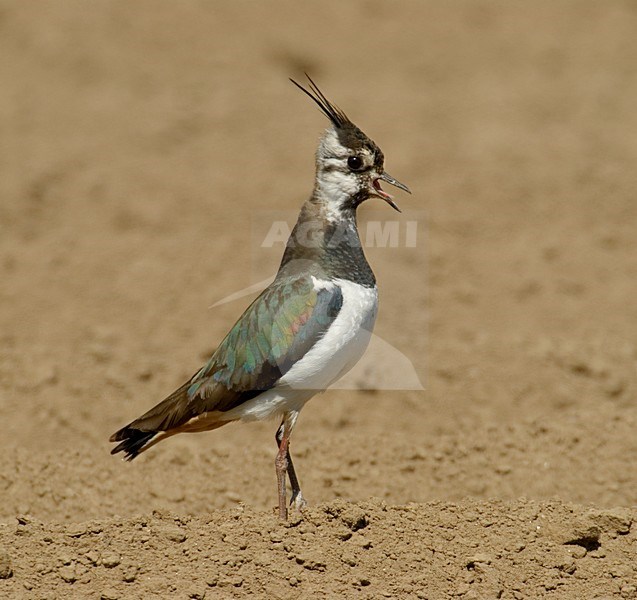 Kievit roepend; Northern Lapwing calling stock-image by Agami/Hans Gebuis,
