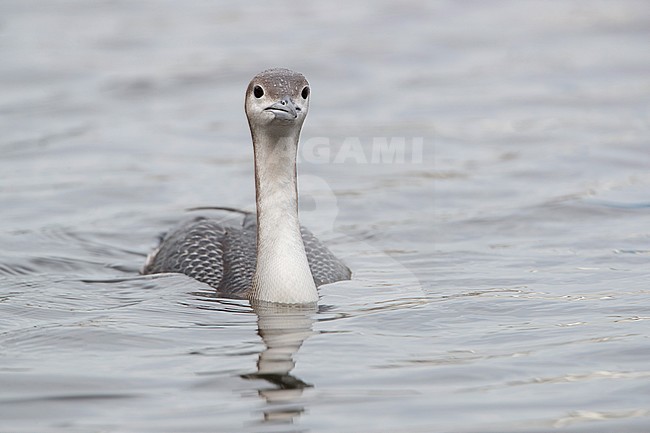  stock-image by Agami/Arie Ouwerkerk,