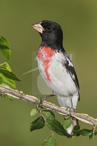 Volwassen mannetje Roodborstkardinaal, Adult male Rose-breasted Grosbeak stock-image by Agami/Brian E Small,