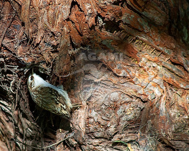 Eurasian Treecreeper (Certhia familiaris familiaris) on Helgoland, Germany. stock-image by Agami/Marc Guyt,