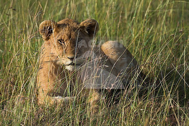 A young lion, Panthera leo, resting in the tall grass. Masai Mara National Reserve, Kenya, Africa. stock-image by Agami/Sergio Pitamitz,