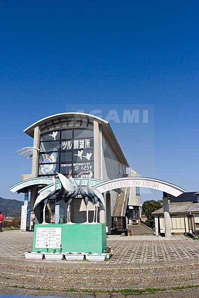 Kraanvogel voederplaats bij Arasaki Japan; Crane feeding station at Arasaki Japan stock-image by Agami/Marc Guyt,