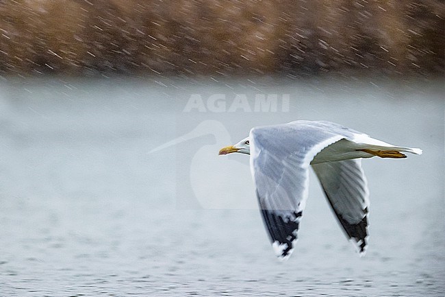 Adult Yellow-legged Gull, Larus michahellis, in Italy. Flying in the rain. stock-image by Agami/Daniele Occhiato,
