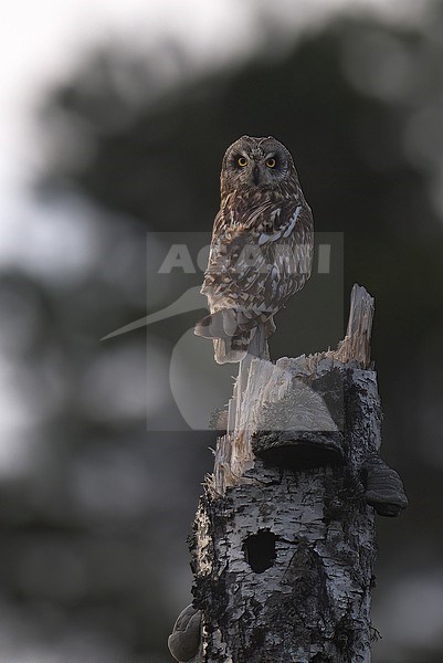Short-eared Owl (Asio flammeus) perched on a dead birch in Finland stock-image by Agami/Kari Eischer,