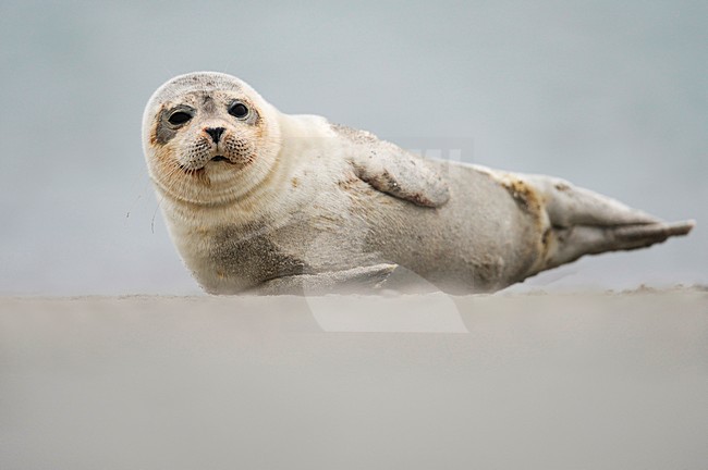 Gewone Zeehond, Common Seal, Phoca vitulina stock-image by Agami/Han Bouwmeester,