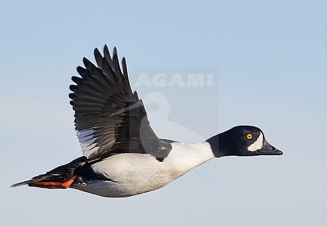 Barrow’s Goldeneye (Bucephala islandica) on Iceland. Male in flight. stock-image by Agami/Markus Varesvuo,