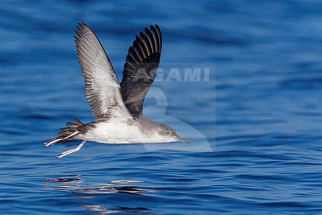 Yelkouan Shearwater (Puffinus yelkouan), individual in flight in Italy stock-image by Agami/Saverio Gatto,