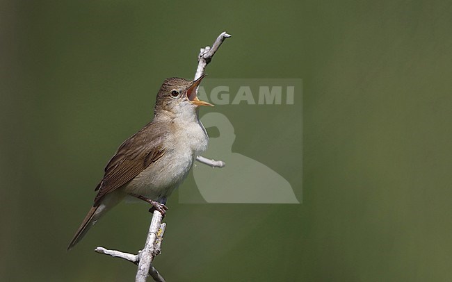 Blyth's Reed Warbler, Acrocephalus dumetorum, at Holmegaards Mose, Denmark stock-image by Agami/Helge Sorensen,