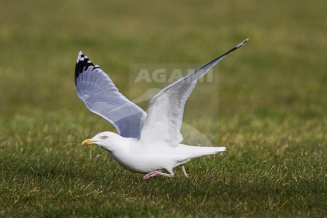 Zilvermeeuw trappelend in het gras; Herring Gull trampling in grassland stock-image by Agami/Menno van Duijn,