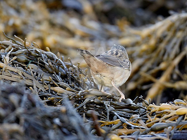 First-winter Pallas's Grasshopper Warbler (Locustella certhiola) at Out Skerries, Shetland, Scotland. stock-image by Agami/Michael McKee,