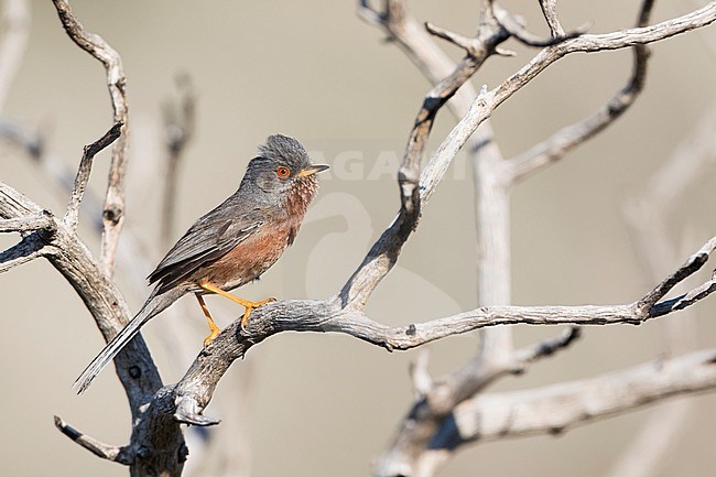 Dartford Warbler (Sylvia undata ssp. undata), France, adult male perched on a branch stock-image by Agami/Ralph Martin,