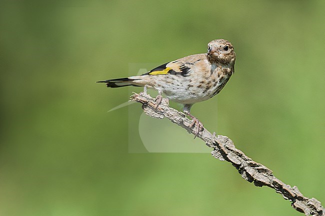 Immature European Goldfinch, Onvolwassen Putter stock-image by Agami/Alain Ghignone,