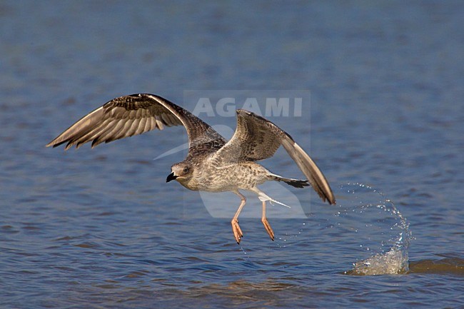 Opvliegende juveniele Geelpootmeeuw; Juvenile Yellow-legged Gull taking off stock-image by Agami/Daniele Occhiato,