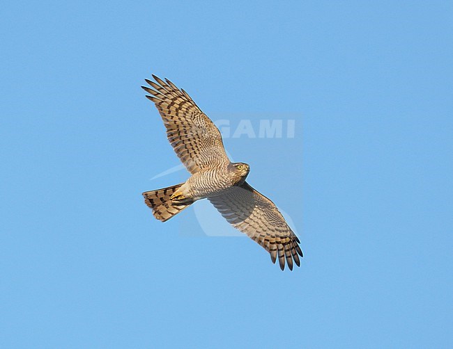 Eurasian Sparrowhawk (Accipiter nisus) on migration flying against blue sky showing underside and underwings stock-image by Agami/Ran Schols,