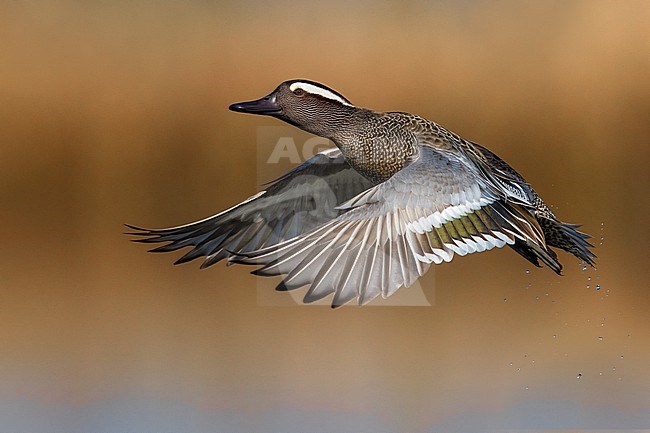 Male Garganey (Spatula querquedula) in Italy. In flight. stock-image by Agami/Daniele Occhiato,