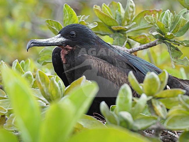 Great Frigatebird (Fregata minor) in French Polynesia. stock-image by Agami/James Eaton,