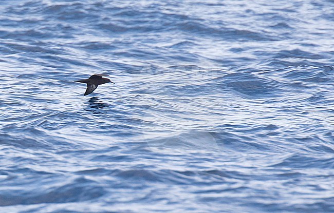 Heinroth's shearwater (Puffinus heinrothi) at sea around the Bismarck Archipelago and northern Solomon Islands. stock-image by Agami/Dani Lopez-Velasco,