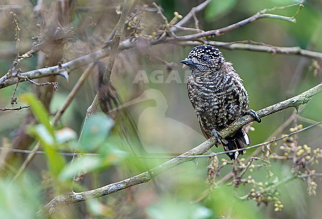 Ecuadorian Piculet (Picumnus sclateri) in Northern Peru. stock-image by Agami/Dani Lopez-Velasco,