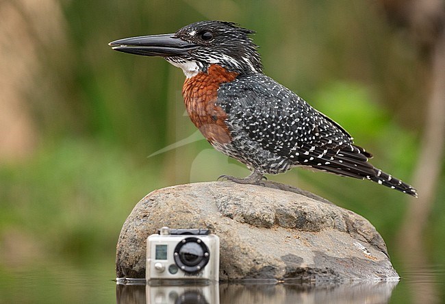 Giant Kingfisher (Megaceryle maxima) sitting on a rock next to a GoPro camera in South Africa. stock-image by Agami/Bence Mate,