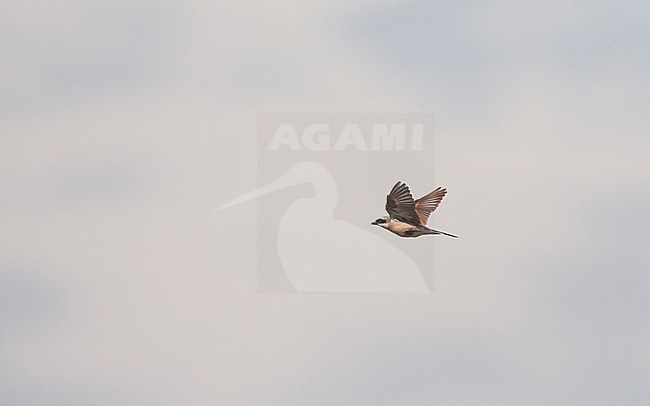 Red-backed Shrike (Lanius collurio) male in flight at Hyllekrog, Denmark stock-image by Agami/Helge Sorensen,