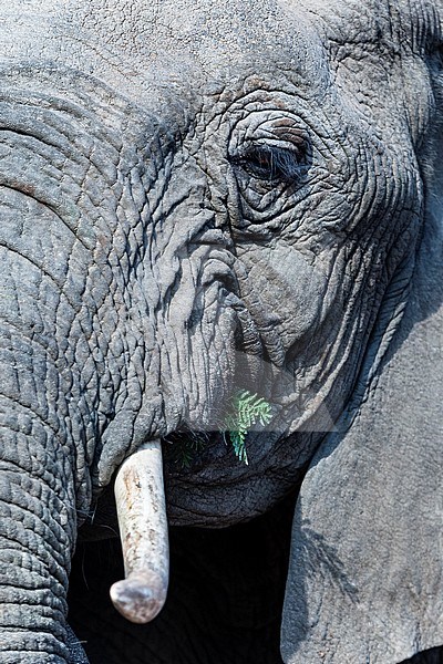 African Elephant (Loxodonta africana) foraging at Kruger National Park in summer stock-image by Agami/Caroline Piek,