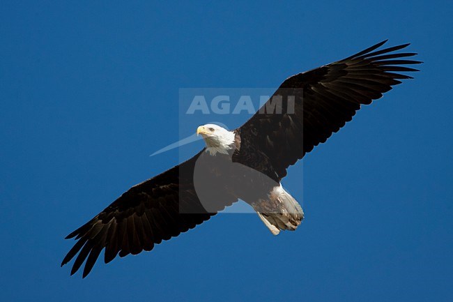 Volwassen Amerikaanse Zeearend in de vlucht; Adult Bald Eagle in flight stock-image by Agami/Martijn Verdoes,