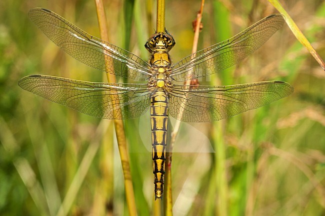 Vrouwtje Gewone oeverlibel, Female Orthetrum cancellatum stock-image by Agami/Wil Leurs,