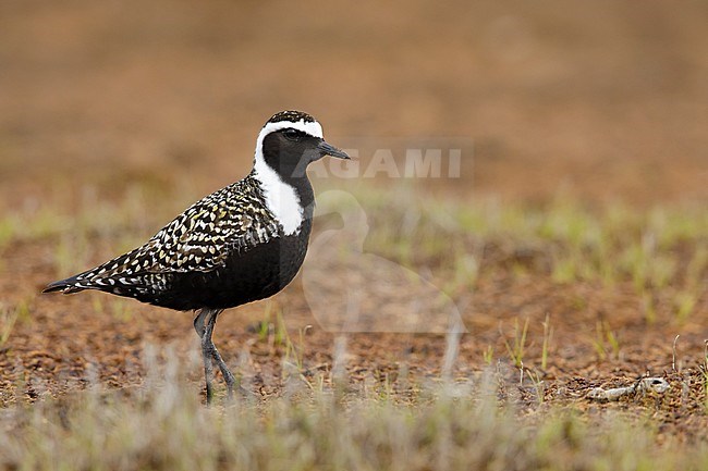 Adult male American Golden Plover (Pluvialis dominica) in breeding plumage on the tundra of Churchill, Manitoba, Canada. stock-image by Agami/Brian E Small,