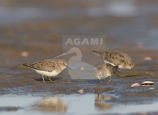 Foeragerende adulte Temmincks Strandlopers; Foraging adult Temmick\'s Stints stock-image by Agami/Ran Schols,