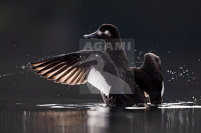 First-winter female Velvet Scoter (Melanitta fusca), Switzerland (Schaffhausen). Swimmig in an inland lake. stock-image by Agami/Ralph Martin,