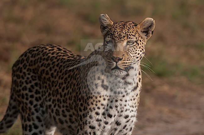 Close up portrait of an alert leopard, Panthera pardus. Khwai Concession, Okavango Delta, Botswana. stock-image by Agami/Sergio Pitamitz,