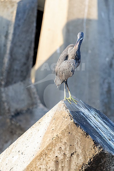 Western Reef Heron (Egretta gularis) perched on rocks stock-image by Agami/Roy de Haas,