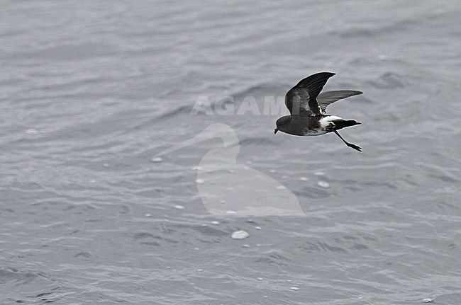 Elliot's Storm Petrel (Oceanites gracilis) in flight over the pacific ocean near Lima, Peru. Poorly known; only one nest has ever been found. stock-image by Agami/Pete Morris,