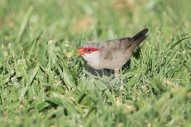 Adult
Honolulu, HI
March 2022 stock-image by Agami/Brian E Small,