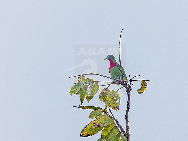 Claret-breasted Fruit Dove (Ptilinopus viridis) in West Papua, Indonesia. stock-image by Agami/Pete Morris,