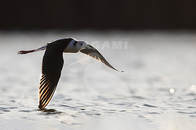 Black-winged Stilt (Himantopus himantopus) in Italy. stock-image by Agami/Daniele Occhiato,