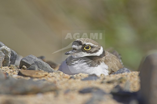 Little Ringed Plover sitting on its nest; Kleine Plevier zittend op zijn nest stock-image by Agami/Jari Peltomäki,