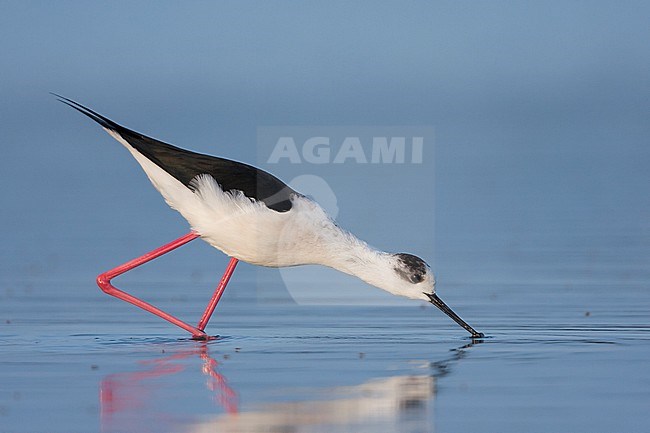 Black-winged Stilt - StelzenlÃ¤ufer - Himantopus himantopus ssp. himantopus, Spain (Mallorca), adult female stock-image by Agami/Ralph Martin,