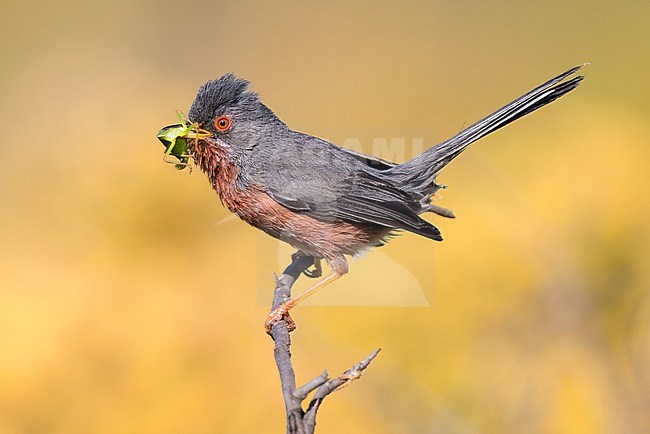 Dartford Warbler (Sylvia undata), side view of an adult male perched on a branch, Campania, Italy stock-image by Agami/Saverio Gatto,