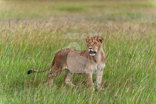Portrait of a young lion, Panthera leo, in a grassland. Masai Mara National Reserve, Kenya. stock-image by Agami/Sergio Pitamitz,