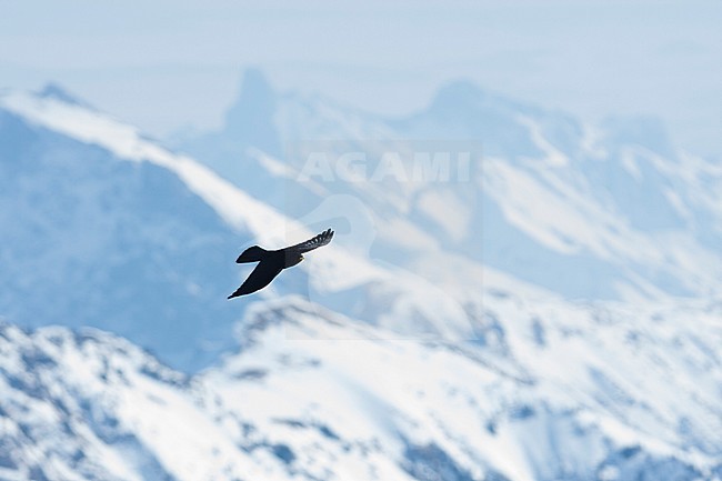 Alpine Chough - Alpendohle - Pyrrhocorax graculus ssp. graculus, Germany stock-image by Agami/Ralph Martin,