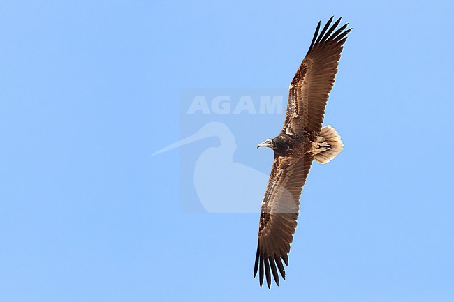 Egyptian Vulture (Neophron percnopterus), juvenile in flight seen from below stock-image by Agami/Saverio Gatto,
